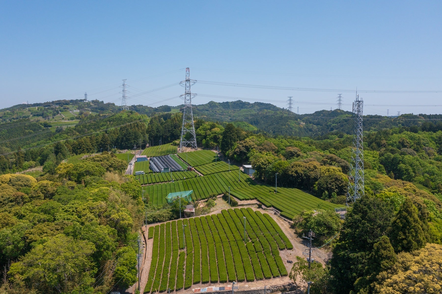 Tea Garden Image 1