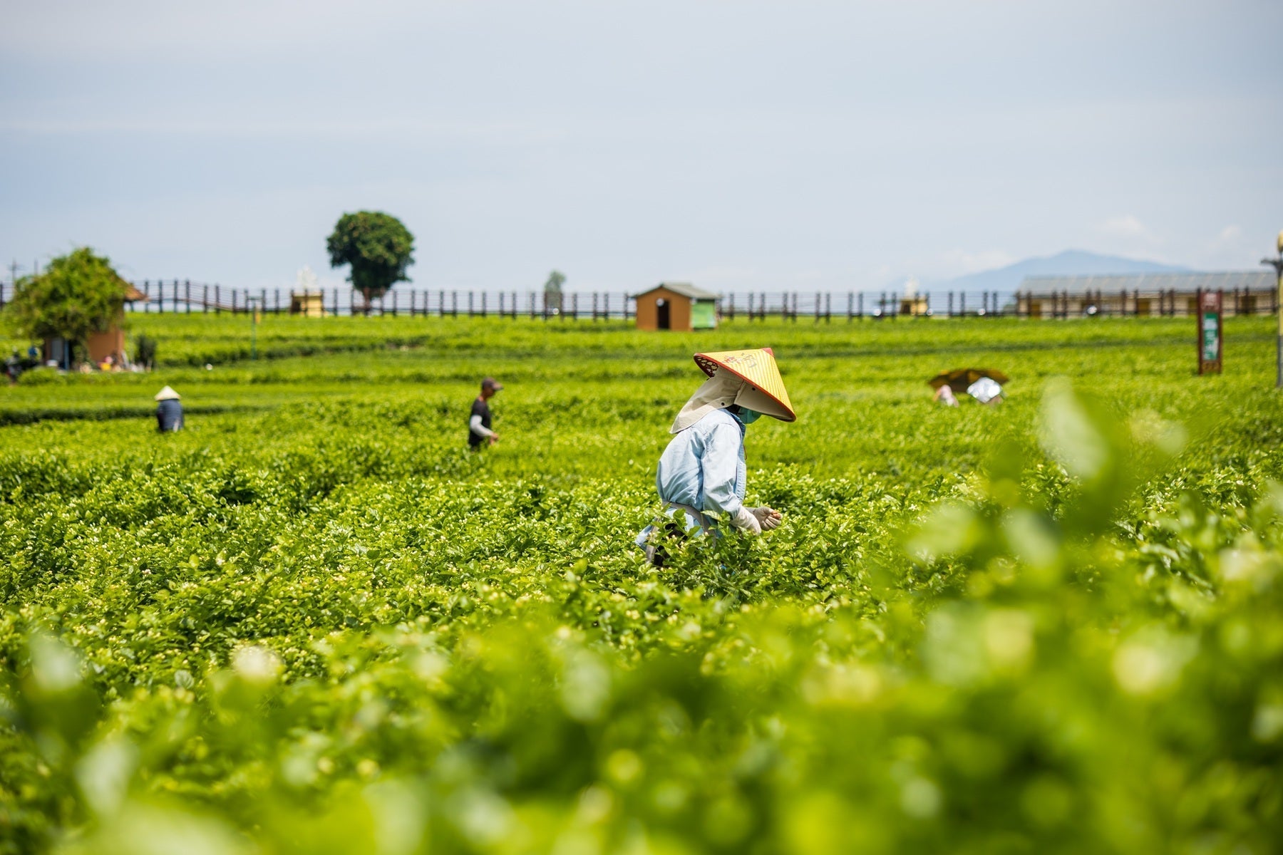 Tea Garden Image 3