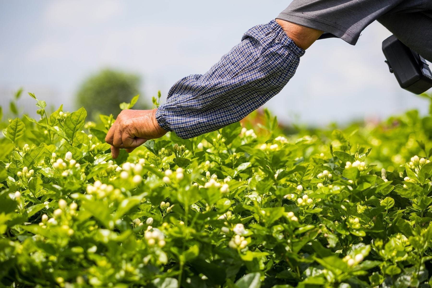 Tea Garden Image 5